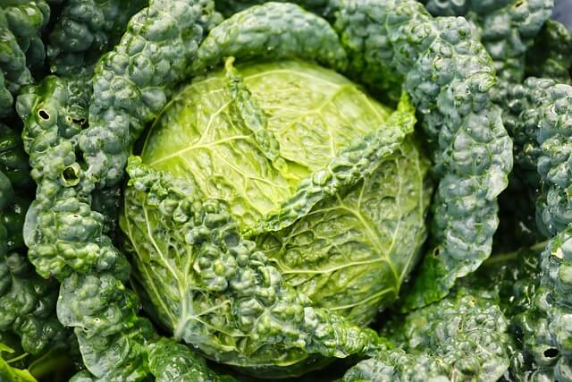 양배추 활용한 건강 요리 베스트